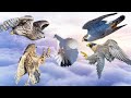 Сокол Сапсан/Ястреб Тетеревятник 19 АТАК на голубей. Falcon Peregrine/Goshawk 19 ATTACK Pigeons