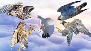 Сокол Сапсан/Ястреб Тетеревятник 19 АТАК на голубей. Falcon Peregrine/Goshawk 19 ATTACK Pigeons
