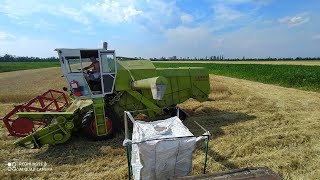 Збираємо демо-пшеницю: селекція Миронівського інституту пшениці!!