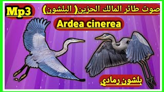 صوت طائر المالك الحزين( البلشون ) بلشون رمادي #صوت_رائع / Ardea_cinerea#