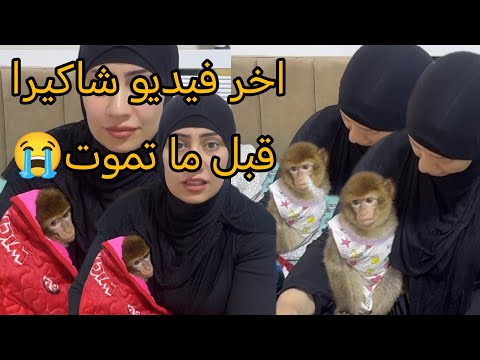 ام دونا ما كنتش اعرف اللي اخر فيديو مع قرده شاكيرا ده شاكيرا وحشتني يا ناس حسبي الله ونعم الوكيل