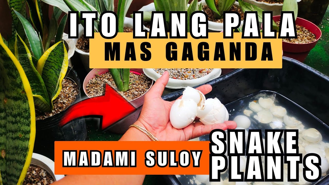 EFFECTIVE TIPS PAMPALAGO, PAMPASULOY, AT PAMPAGANDA NG SNAKE PLANTS