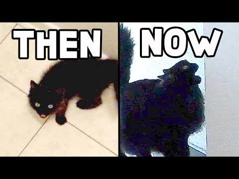 The MEOW, Then & Now