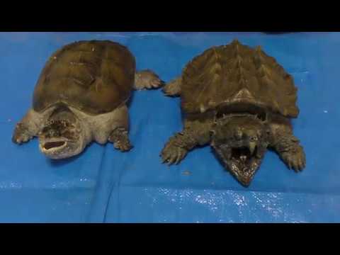 Alligator Snapping Turlte Vs Florida Snapping Turtle Youtube