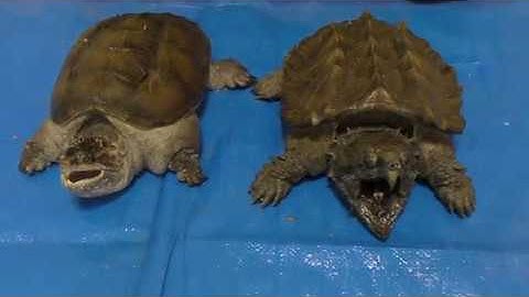 Alligator snapping turlte vs Florida snapping turtle　ワニガメvsカミツキガメ