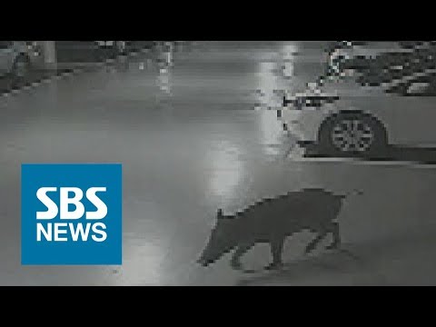 지하주차장 활보하던 멧돼지…총 맞고도 도주 / SBS