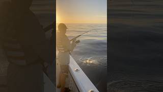 Chase Yellowtail Snapper Fishing