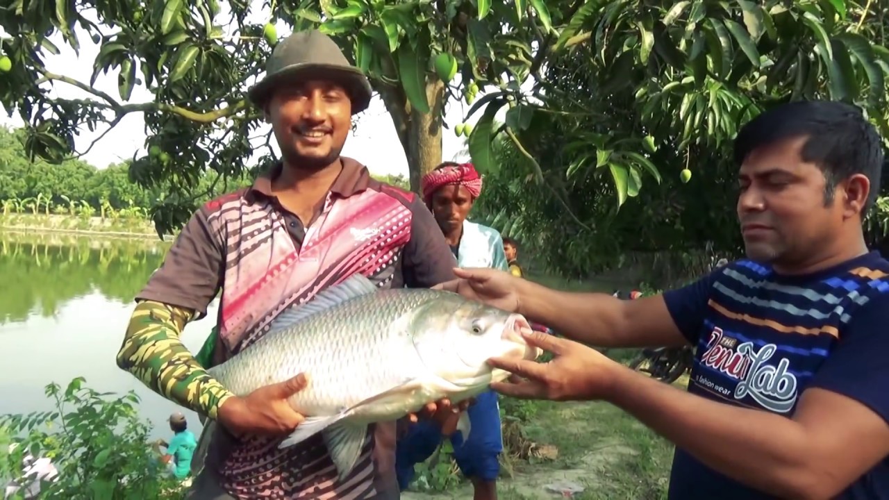 Pond Monster Catla Fishing Videos By Fish Watching