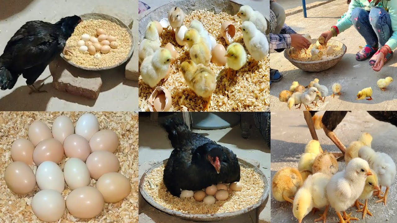 Black hen hatching ayam rainbow || hen naturally hatched chicks from eggs