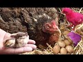 Exotic Fancy Chicken Hen Harvesting Eggs to Baby Chicks | FishCutting