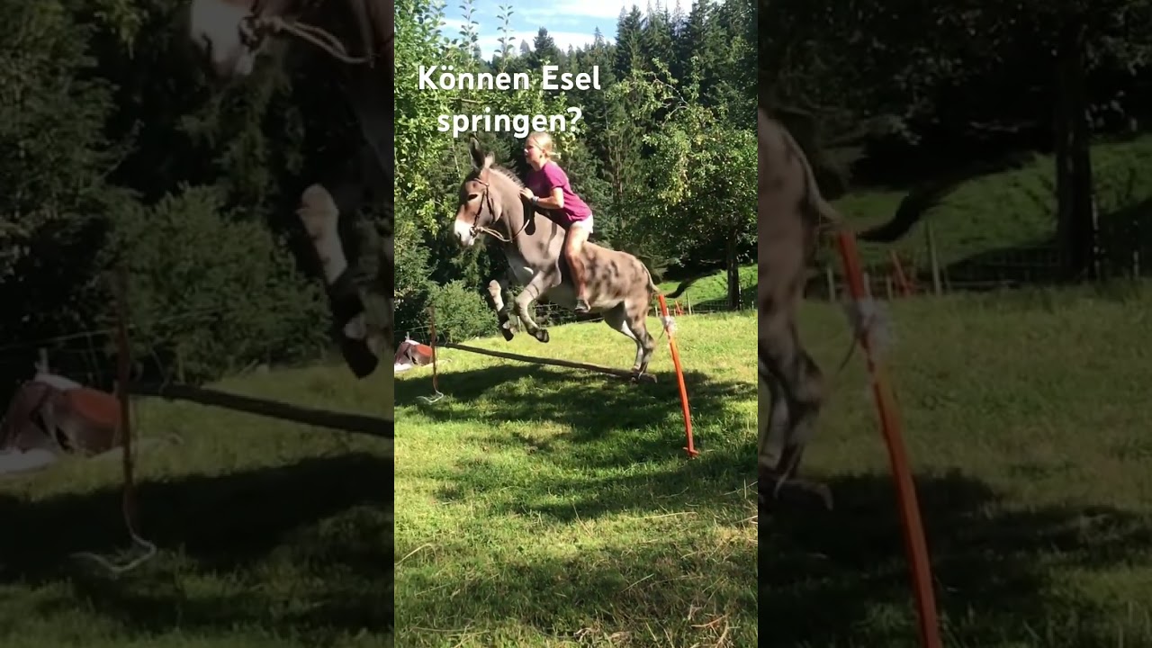 Wusstet ihr das Esel springen können?