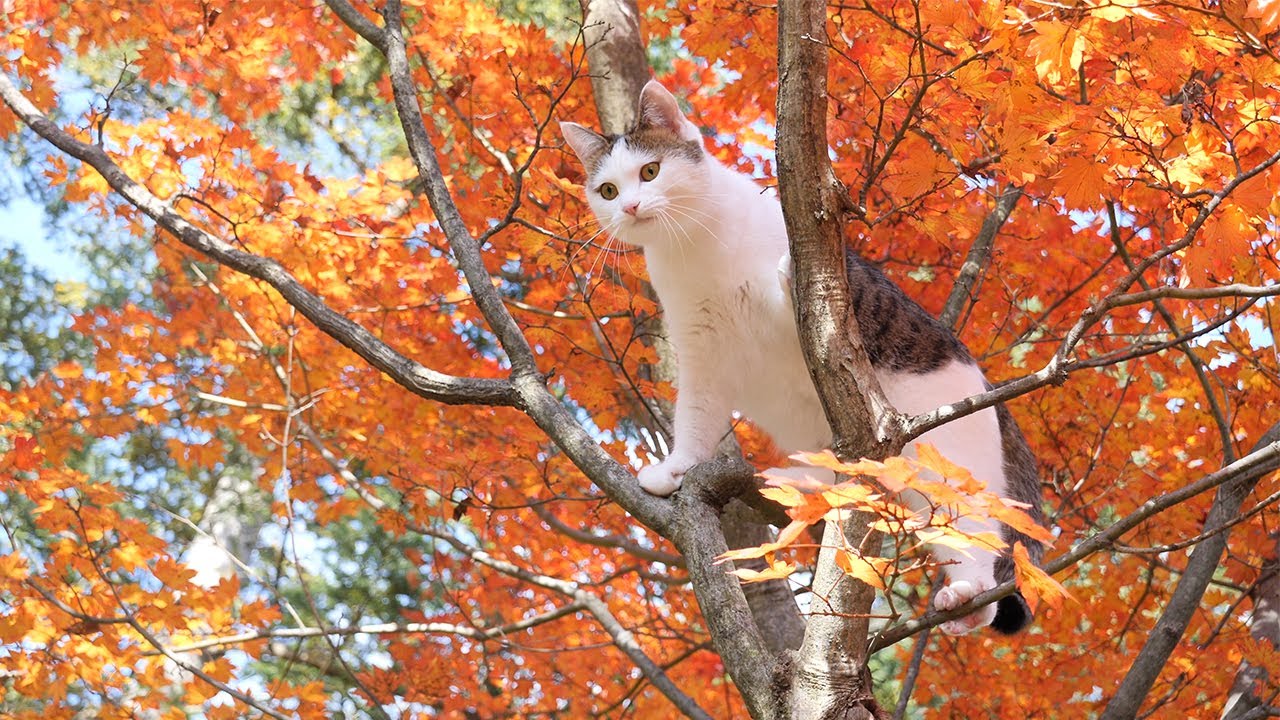 紅葉と木登りとねこ Miri Climbs The Autumn Leaves Tree Youtube