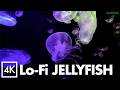 Sleep & Study｜Lo-fi BGM & Underwater Ambience｜8hr 4K No Mid-roll Ads｜Jellyfish Drift