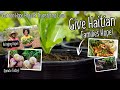 Transforming Lives In Haiti: How the Garden Hope Project Fights Hunger and Poverty