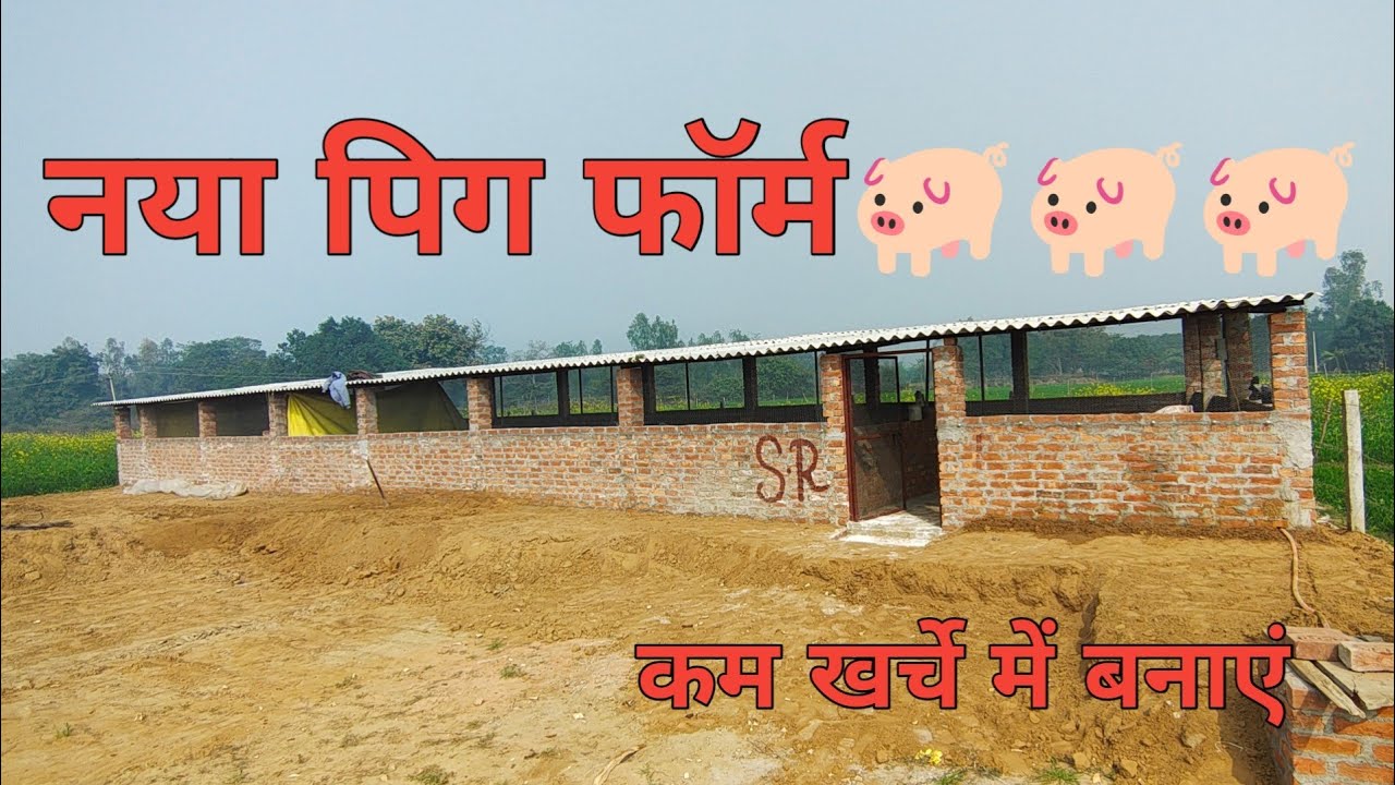 शुगर पालन करने में कितना खर्चा लगा  pig farm structure #vlog #pigfarm #farming #easyfarming #farm 