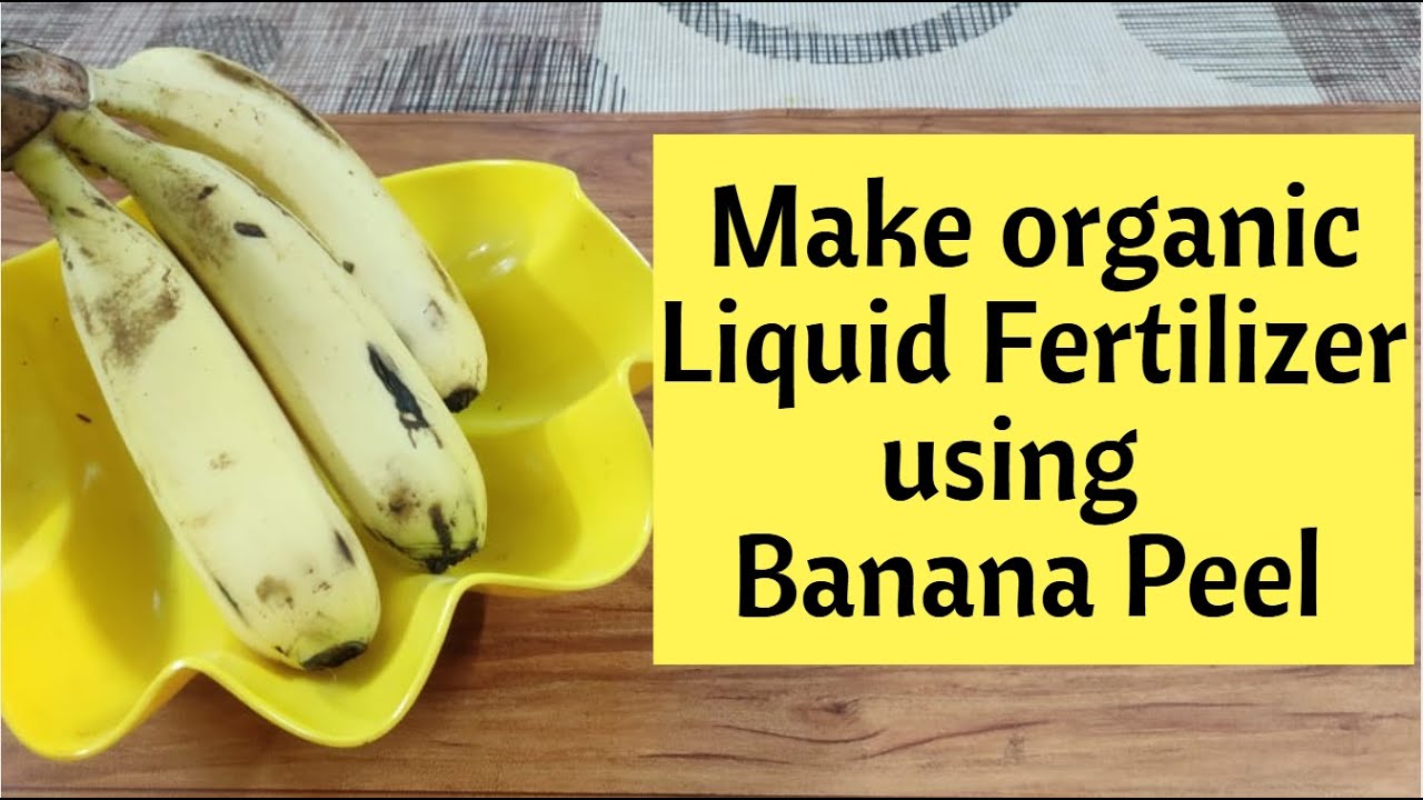 Make Organic Liquid Fertilizer using Banana Peel How to make Banana Peel Fertilizer YouTube