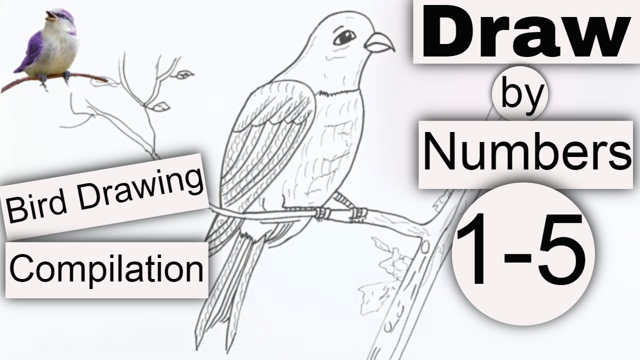 how to draw birds easy with Numbers 1 - 5 - YouTube