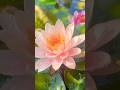 Beautiful morning with beautiful water lilies! #waterlily #gardenpond #gardeningvideos #flowers