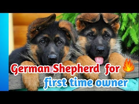 german shepherd first time dog owner