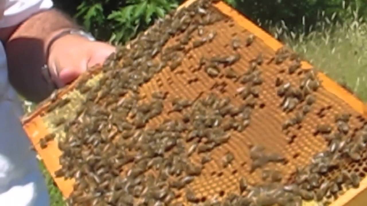 Bees in Maine YouTube