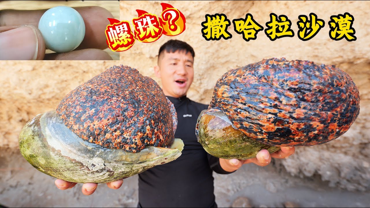 《摩洛哥》第1集：远赴撒哈拉沙漠探寻螺珠，意外遇到上百只大龙虾，场面彻底失控！#撒哈拉沙漠 #赶海 #抓龙虾 #达赫拉 #三毛 #非洲 #ocean