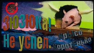 Крыса сфинкс | Зюзюка! Не успел... (Fancy Rats |Декоративные Крысы) Крыса сфинкс | Зюзюка! Не успел... (Fancy Rats |Декоративные Крысы)