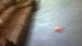 Capture 20081115 4