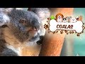 Conheça os coalas do Aquário de São Paulo