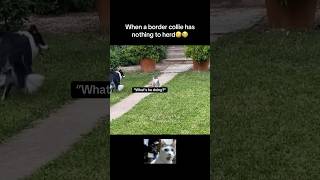 Nothing to do🤣 #fyp #viral #animals #cat #cats #dog #dogs #pets #bordercollie #fypシ #shorts #yt #aw