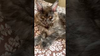 #cat #fyp