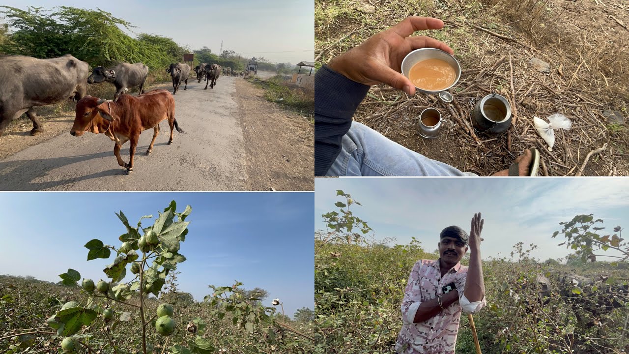 કપાસ મા ગિંડવા તો જો 🫣😱 દુહા નો કલાકાર 😅