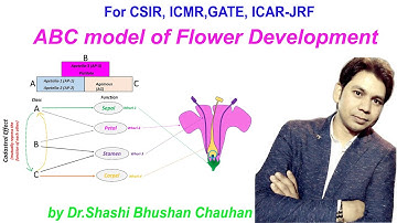 ABC model of flower development