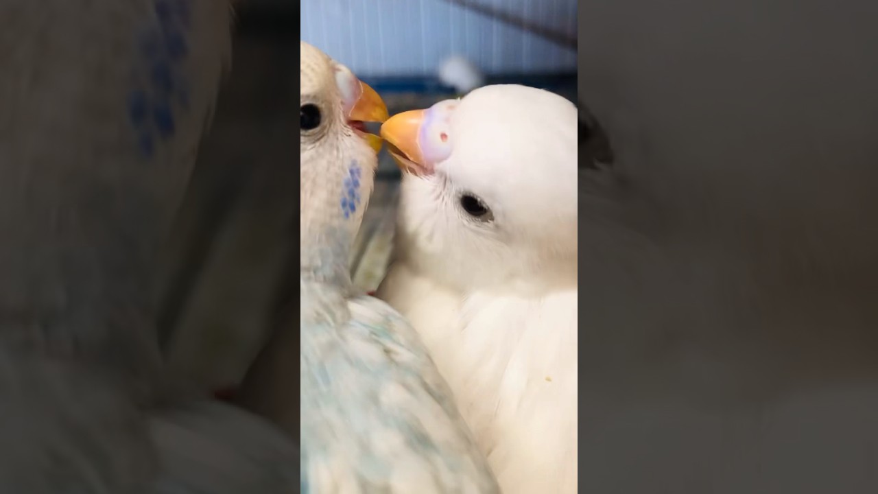White Budgies Parrot 🦜 | 