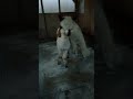 Podłogę nam zrobili #alpakitotu #wojtkowyje #funnyvideo #fun #funny #funnyshorts #alpaca