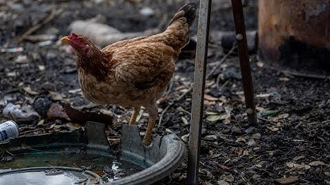 Bird flu risk to people is low despite recent animal infections. But what