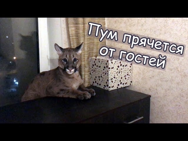 Пум прячется от гостей / Радостный Пумыч и ночные пососушки) / Scared and affectionate cougar