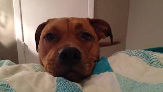 Juju the Pitweiler Wants On The Bed | Pitbull Rottweiler Mix
