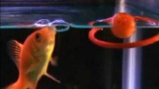 Trained Fish Does Amazing Tricks screenshot 2