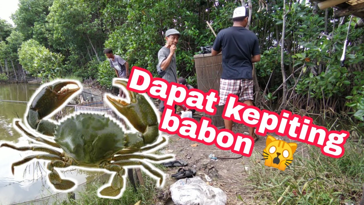 Mancing kepiting babon di rawa YouTube