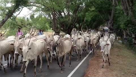 Huge Hallikar Cattle Herd | Hallikar Cattle Breeds