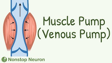 You Will Start DAILY EXERCISE After Watching This Video || Muscle Pump (Venous Pump)