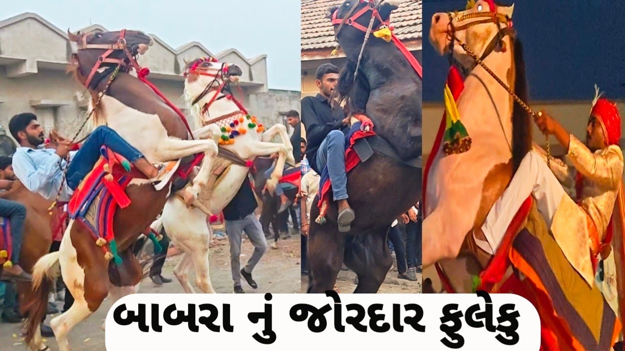 બાબરા નું જોરદાર ફુલેકુ || babra  nu jordar fuleku || kathiyawadi horse 