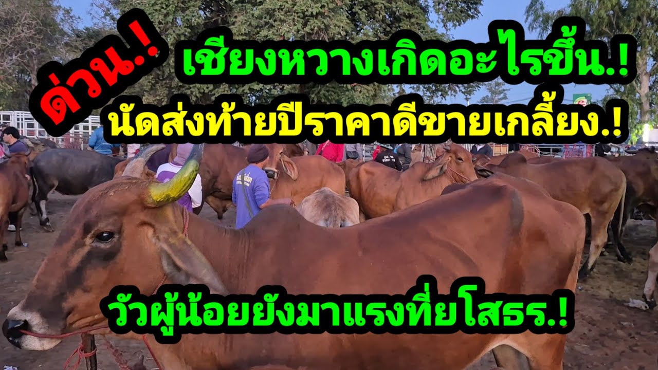 ราคาวัววันนี้ เปิดราคาวัวล่าสุดวันนี้ สำรวจราคาวัวตลาดนัด