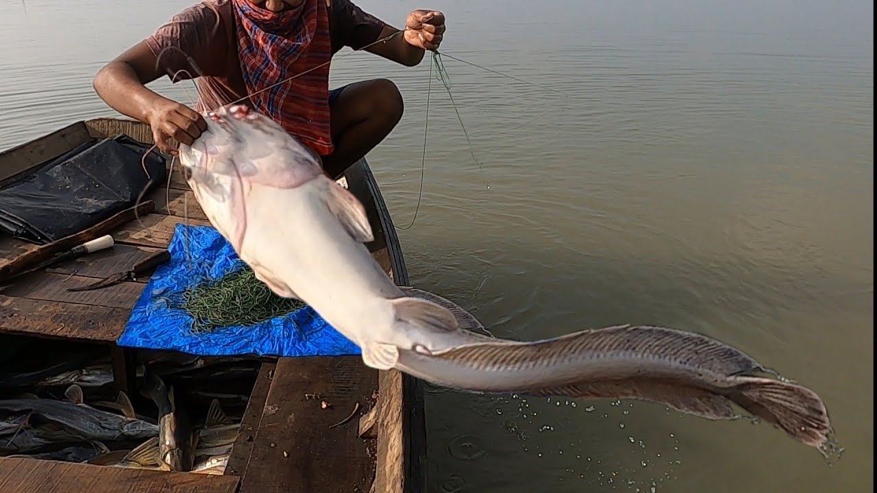 Rajsthan Guddu Dam || Monster Fish Catching
