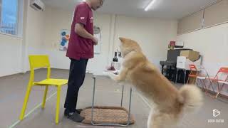 Do as I Do VIDEO CONTEST 2021 Mitsuki, Category: FUNNY Table Manner