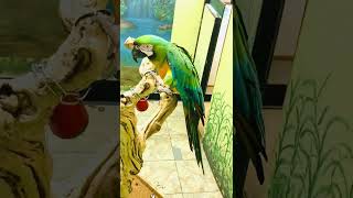 Cute #parrot  circus ? lovely ? #birds #cutepets