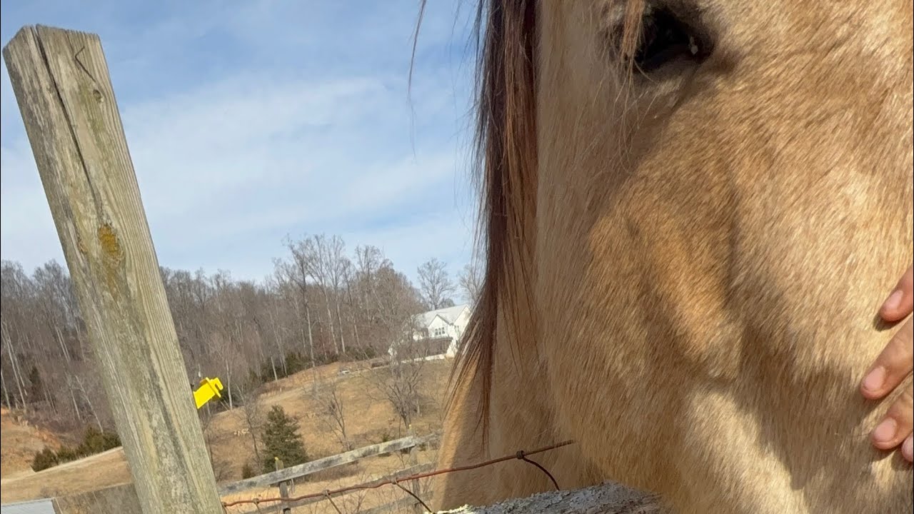 Do farm chores with me, diva edition