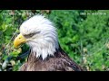 Glen Hazel (Hays) Eagles-Mom closeup observation 10:09 5-18-2026