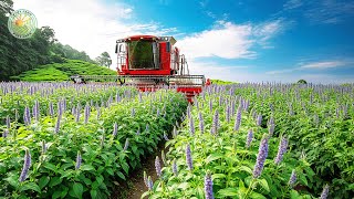 How Farmers Harvest Millions of Tons of Chia Seeds | Inside Chia Seed Farming