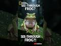 Glass Frog: The Frog You Can See Through #facts #animals #wildlife #frog #glassfrog